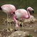 Andean Flamingo